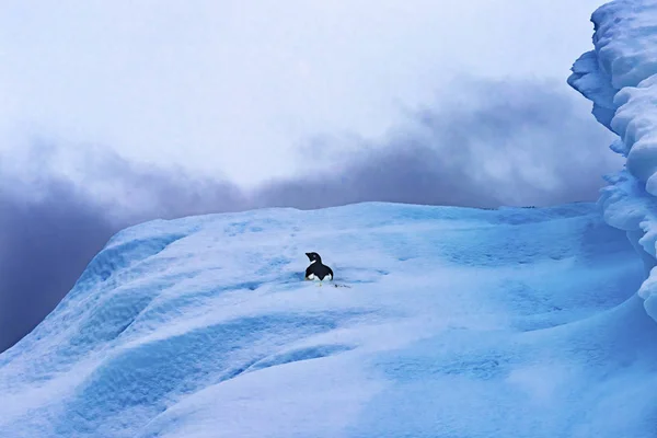 Adelie Penguin Blue Iceberg Closeup Charlotte Bay Antarktida — Stock fotografie