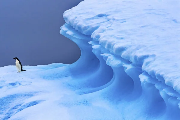 Adelie Penguin Blue Iceberg Closeup Charlotte Bay Antarctica — Stock Photo, Image