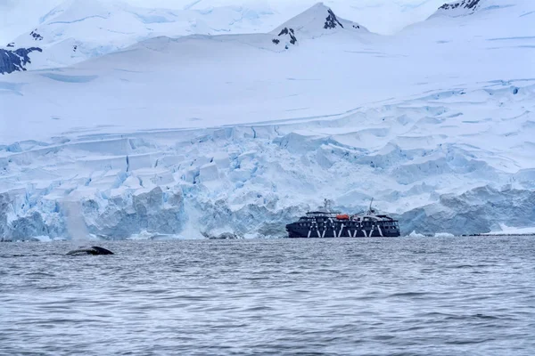 Barco Ártico Ballena Respirando Nieve Glaciares Montañas Charlotte Bay — Foto de Stock