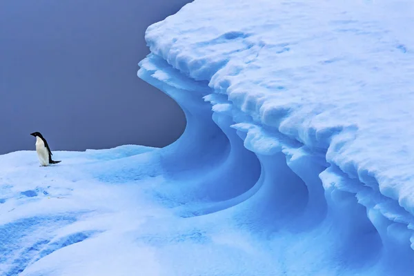 Adelie Penguin Blue Iceberg Close seup Charlotte Bay Antarctica — стоковое фото
