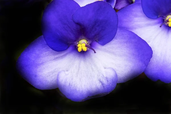Blå vita afrikanska violetta blommor blommar — Stockfoto
