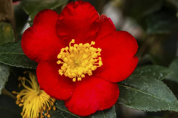 Röd Gul Camellia Yuletide Blommande Makro — Stockfoto