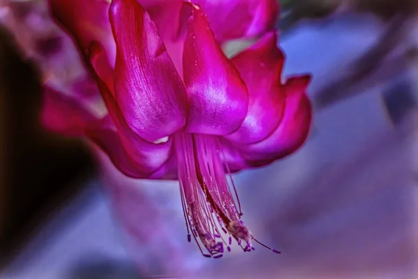 Pink Christmas Cactus Flower Blooming — Stock Photo, Image