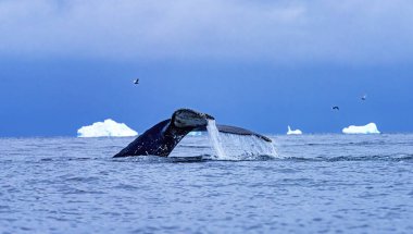 Humback Baleen Whale Tail Chasing Krill Blue Charlotte Bay Antarctic Peninsula Antarctica
