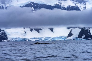 Snowing Humback Baleen Whales Chasing Krill Snow Mountains Glaciers Charlotte Bay Antarctic Peninsula Antarctica