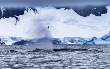 Humback Baleen Whales Breathing Chasing Krill Snow Mountains Glaciers Charlotte Bay Antarctic Peninsula Antarctica
