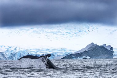 Humback Baleen Whale Tail Chasing Krill Blue Charlotte Bay Antarctic Peninsula Antarctica