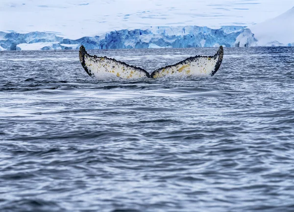 Humback Baleen Whale Tail Chasing Krill Blue Charlotte Bay Antarctic — Stok fotoğraf