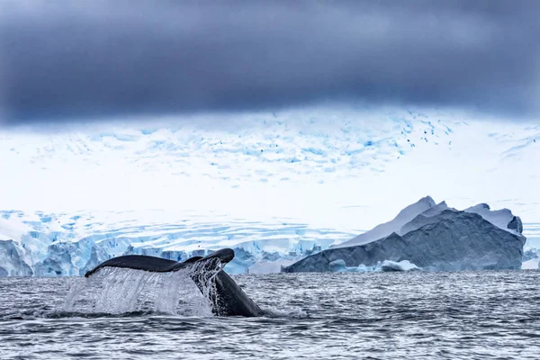 Bultrug Baleen Whale Tail Chasing Krill Blue Charlotte Bay Antarctisch — Stockfoto