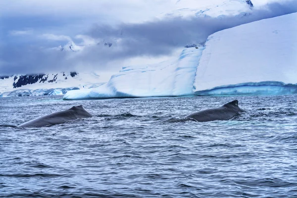 Baleines Fanons Chassant Krill Montagnes Neige Glaciers Baie Charlotte Péninsule — Photo