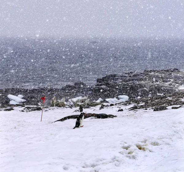 Snowing Gentoo Penguins Highway Snowstorm Mikkelsen Harbor Península Antártica Antártica — Fotografia de Stock