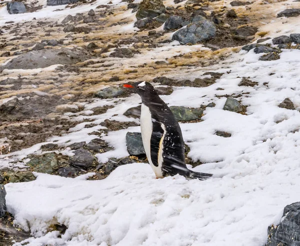 Snowing Gentoo Penguin Snowstorm Mikkelsen Harbor Antarctic Pentarctic Insula Antarctica — стоковое фото