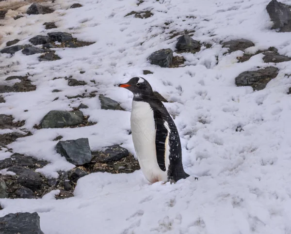 Snowing Gentoo Penguin Snowstorm Mikkelsen Harbor Antarctic Pentarctic Insula Antarctica — стоковое фото