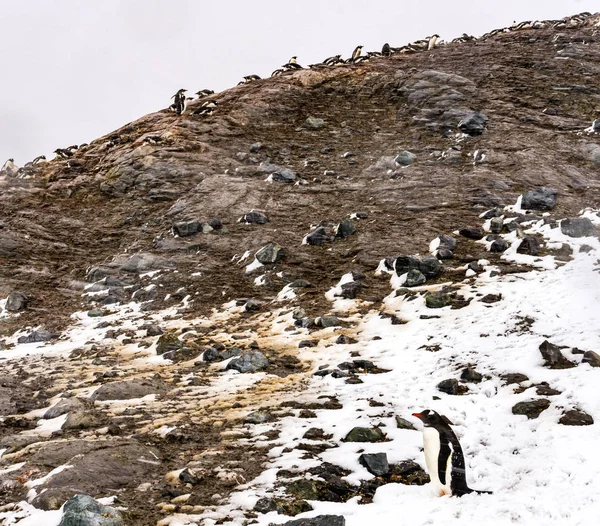 Snowing Gentoo Penguins Rookery Nests Mikkelsen Harbor Antarctic Pentarctic Peninsula — стоковое фото