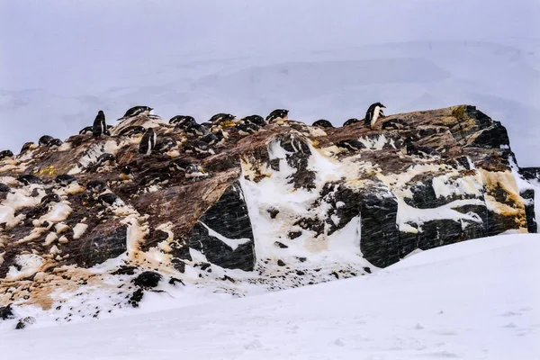 Kar Yağan Gentoo Penguenleri Rookery Yuvaları Mikkelsen Limanı Antarktika Yarımadası — Stok fotoğraf