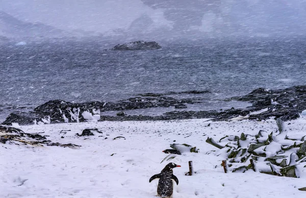 Snowing Gentoo Penguins Highway Whaling Camp Snowstorm Mikkelsen Harbor Península — Fotografia de Stock