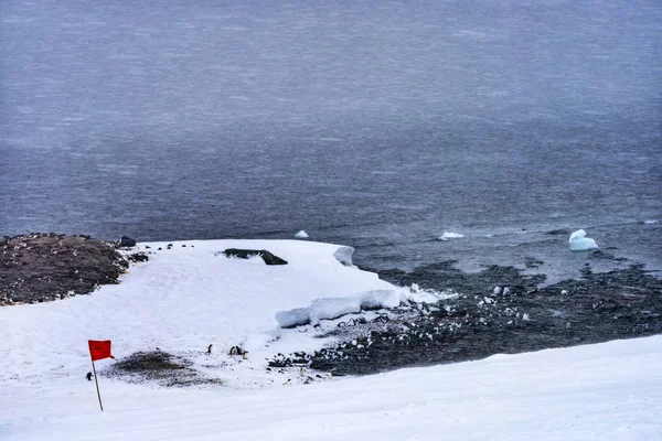 Snowing Gentoo Penguins Highway Snowstorm Mikkelsen Harbor Península Antártica Antártica — Fotografia de Stock