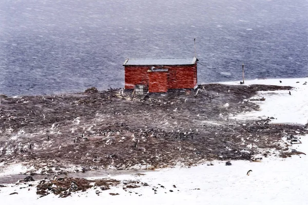Red Hut Whaling Camp Snowing Gentoo Penguins Rookery Nests Mikkelsen — Stockfoto