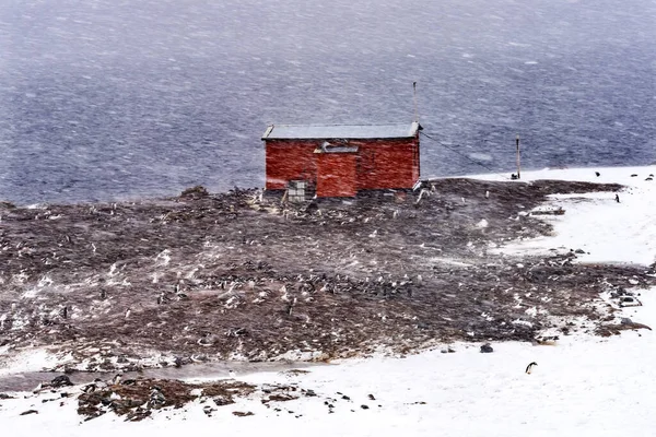 Campamento Ballenero Cabaña Roja Nidificando Pingüinos Gentoo Nidos Rookery Puerto — Foto de Stock