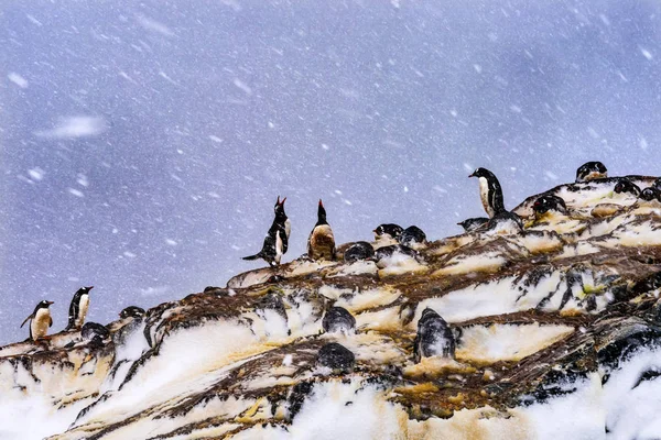 Neigement Pingouins Gentoo Pleurant Nids Rookery Mikkelsen Harbor Péninsule Antarctique — Photo