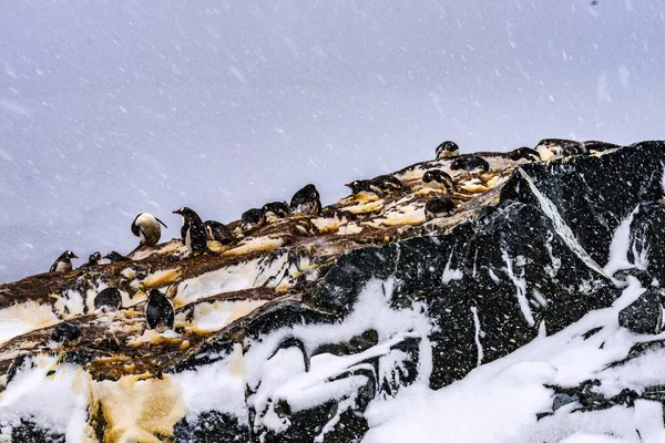 Sněžení Gentoo Tučňáků Rookery Nests Mikkelsen Harbor Antarktický Poloostrov Antarktida — Stock fotografie