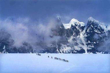 Kar Yürüyüşçüleri Kar Dağları Damoy Point Antarktika Yarımadası. Kar dağlarına ayak basan turistler.