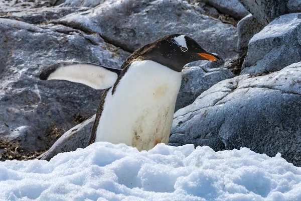 Gentoo Penguin Walking Snow Highway Rookery Damoy Point Antarctic Peninsula — Stockfoto