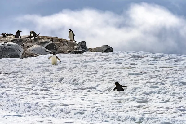 Gentoo Penguins Snow Highway Rookery Damoy Point Antarctique Péninsule Antarctique — Photo