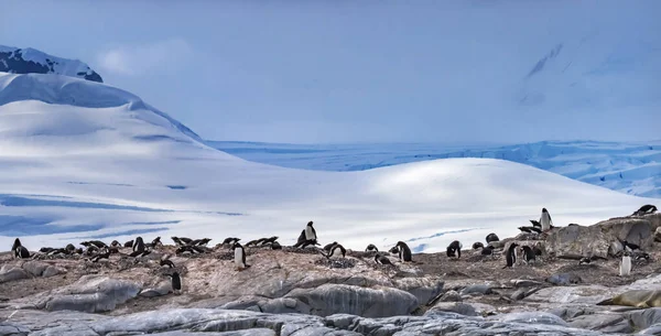 Gentoo Penguins Rookery Snow Mountains Damoy Point Antarctic Peninsula Antarctica — Stock Photo, Image