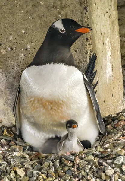 Младенец Пингвин Родился Антарктиде — стоковое фото