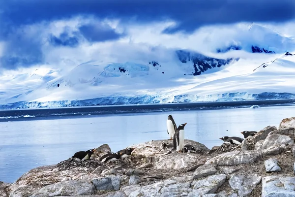 Gentoo Penguins Rookery Snow Mountains Bay Damoy Point Antarktický Poloostrov — Stock fotografie