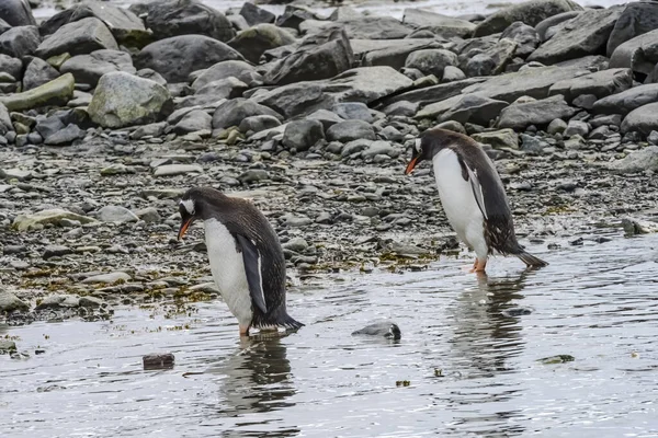 Gentoo Pingviinit Valtatie Kävely Merelle Damoy Point Etelämantereen Niemimaa Etelämanner — kuvapankkivalokuva