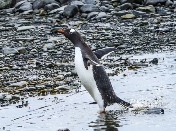 Пингвин Вышел Воды Точке Антарктики Антарктида — стоковое фото