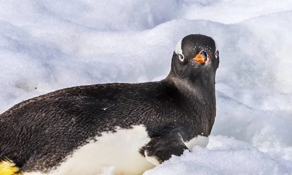 Gentoo Penguin Při Pohledu Vás Sněhová Dálnice Rookery Damoy Point — Stock fotografie