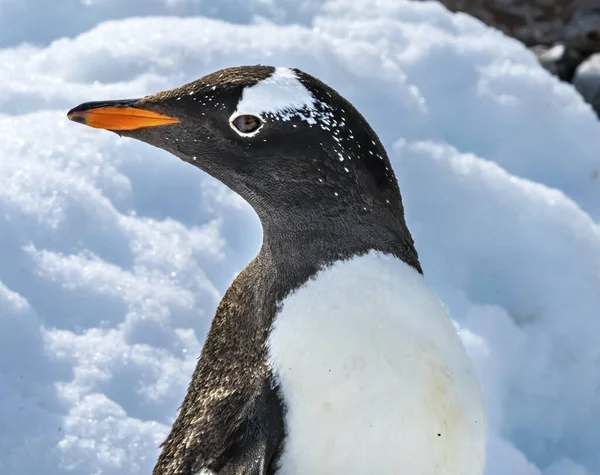 Gentoo Penguin Snow Highway Rookery Damoy Point Antarktický Poloostrov Antarktida — Stock fotografie