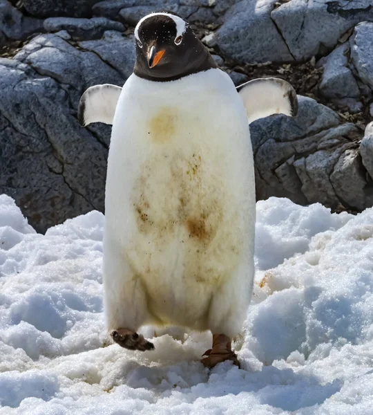 Gentoo Penguin Walking Snow Highway Rookery Damoy Point Antarctic Peninsula — Stock Photo, Image