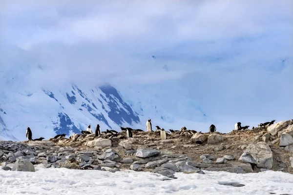 Snow Mountains Bay Blue Glaciers Gentoo Penguins Rookery Damoy Point — Fotografia de Stock