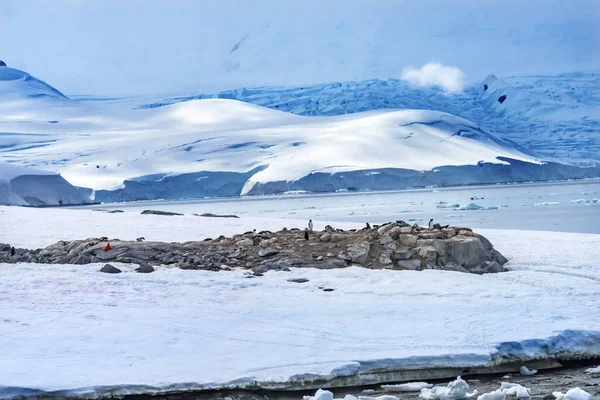 Антарктиде Снежная Автострада Путь Пингвинов Антарктиду — стоковое фото