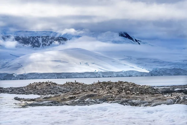 Snow Mountains Bay Gentoo Penguins Rookery Damoy Point Antarktický Poloostrov — Stock fotografie