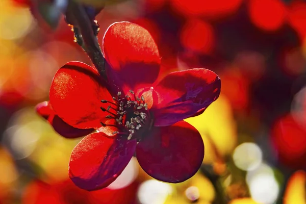 Marron Rouge Atsuya Hamada Fleurs Coing Arbre Fruitier Fleuri Macro — Photo