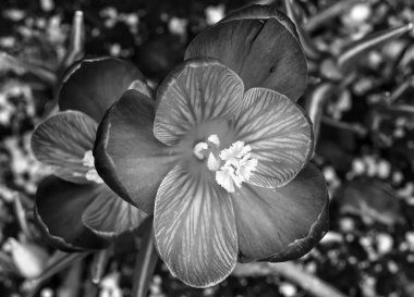 Washington Eyaleti Siyah ve Beyaz Mor Sarı Çiçek Açan Makro Bellevue. Baharın ilk çiçeği