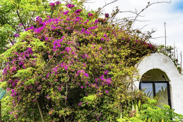 Różowy Bougainvillea Zielone Liście Ulica Wyspa Wielkanocna Chile — Zdjęcie stockowe