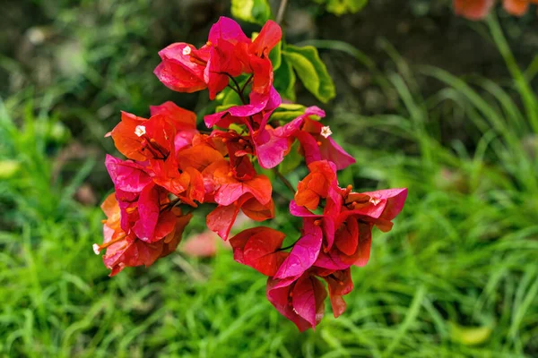 Roze Oranje Bougainvillea Groene Bladeren Paaseiland Chili — Stockfoto