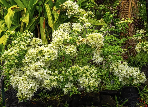 Bougainvillea Bianca Bush Foglie Verdi Isola Pasqua Cile — Foto Stock