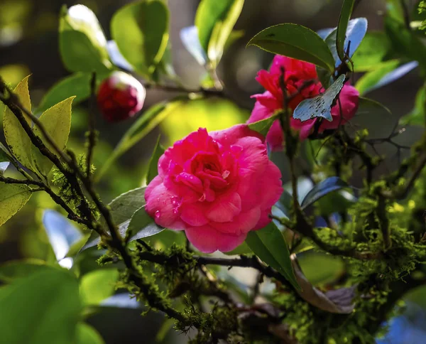 Red Pink Camellia Blooming Tree Plante Commune Chine Japon — Photo