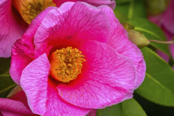 Pink Camellia Reticulata Blooming Macro Спільний Китаю Японії — стокове фото