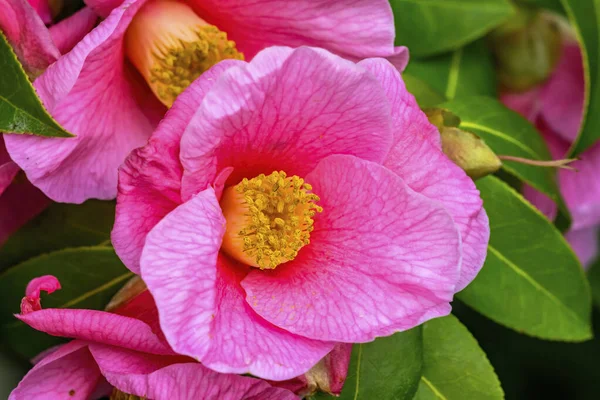 Camélia Reticulata Rosa Macro Florescente Comum China Japão — Fotografia de Stock