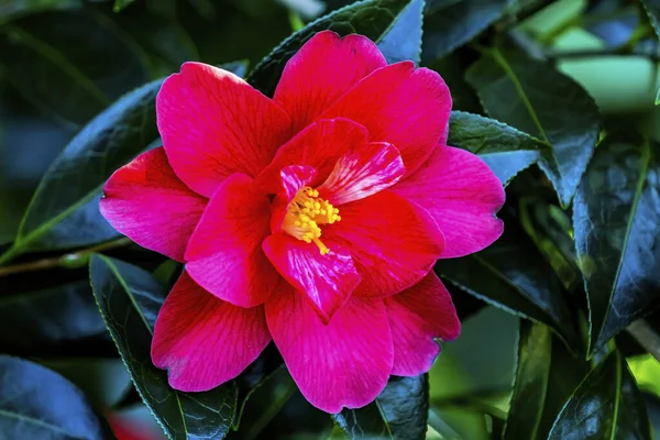 Red Pink White Yellow Camellia Blooming Macro Камелія Яка Поширена — стокове фото