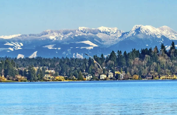 Seagull High Rise Building Houses Bostadsområden Lake Washington Snow Capped — Stockfoto