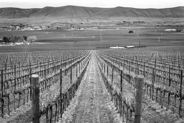 Black White Grape Vines Row Wineries Winter Red Mountain Benton — Stock Photo, Image